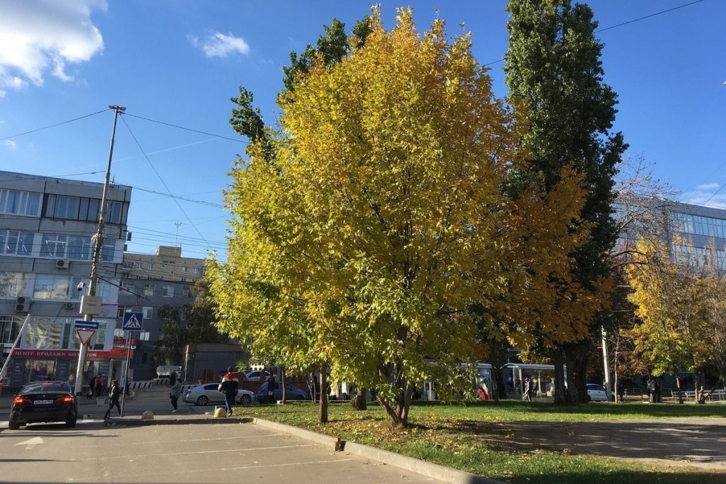 В Саратове ожидается типичный октябрьский день
