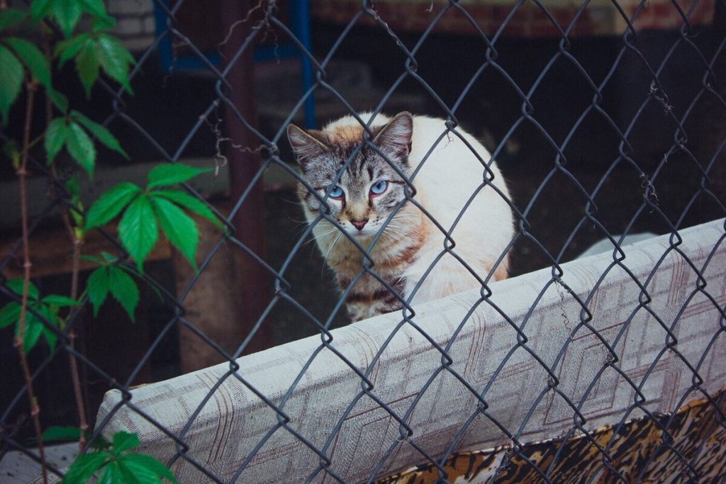В России появится фотобанк домашних животных