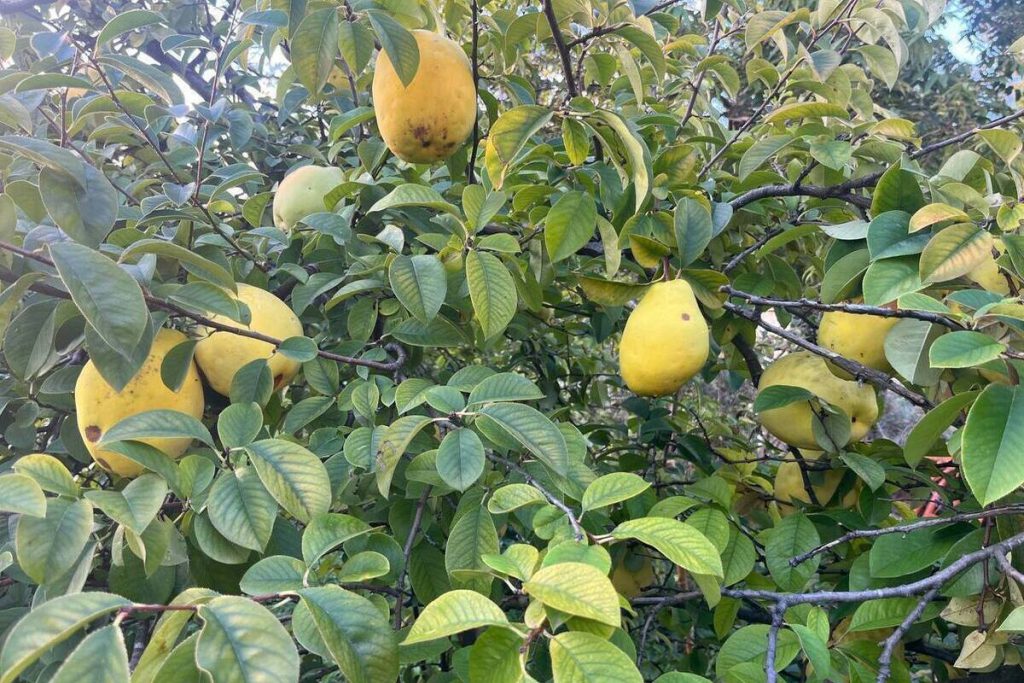 La Maturazione della China Aiwa a Sochi: Un Evento Unico con Possibili Implicazioni Economiche e Ambientali