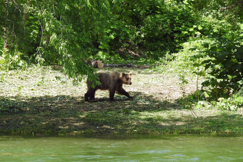 Uomo di 49 anni vittima di attacco di orso in Primor&#039;e durante raccolta di coni di pino