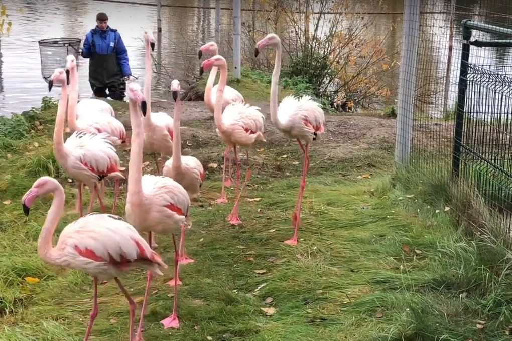 В Ярославском зоопарке теплолюбивых птиц отправили на зимние квартиры