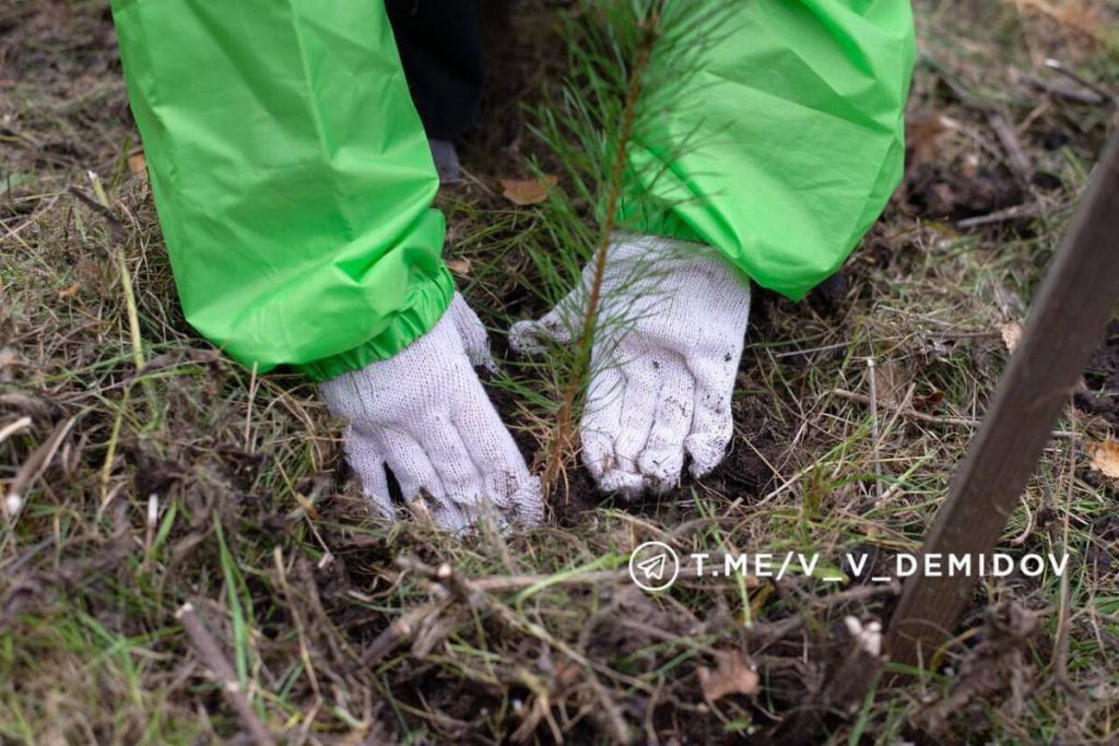 В Сосновке Белгорода посадили 300 деревьев в рамках акции «Сохраним лес»
