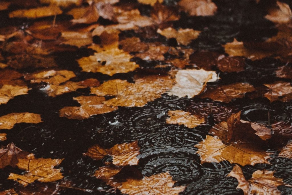 Previsioni Meteo per il 16 Ottobre a Briansk: Piogge e Raffreddamento Attesi