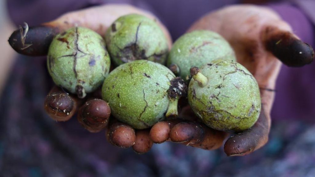 Cevizde hasat yapıldı! Bu yıl kilosu 150 lira civarında