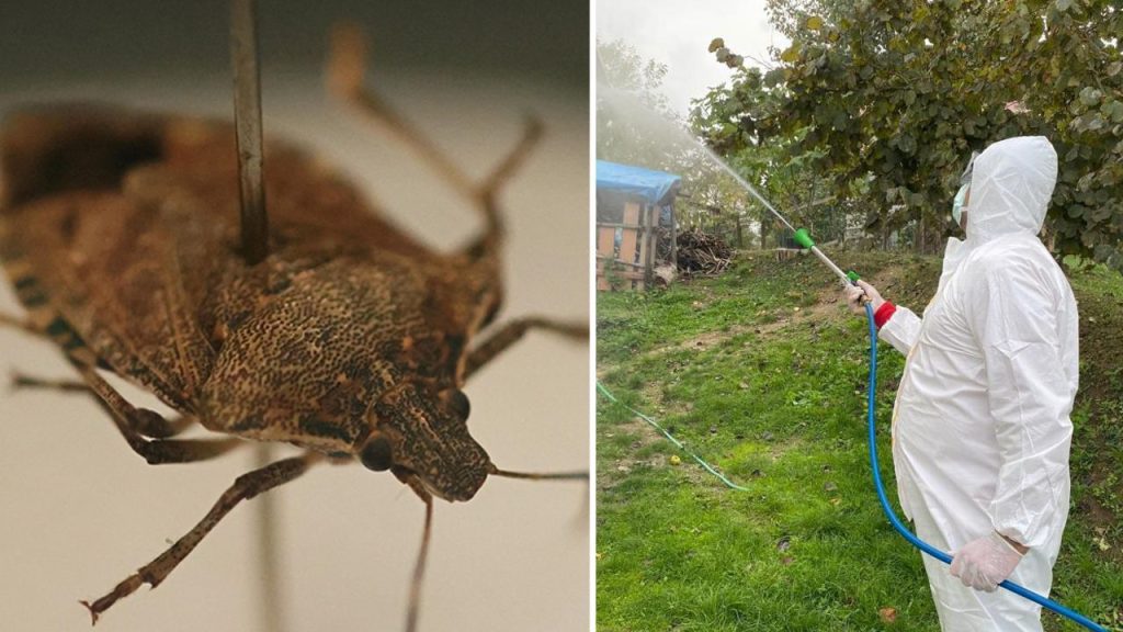 Ministro dell&#039;Agricoltura annuncia misure contro il coleottero marrone per proteggere le colture e l&#039;ambiente