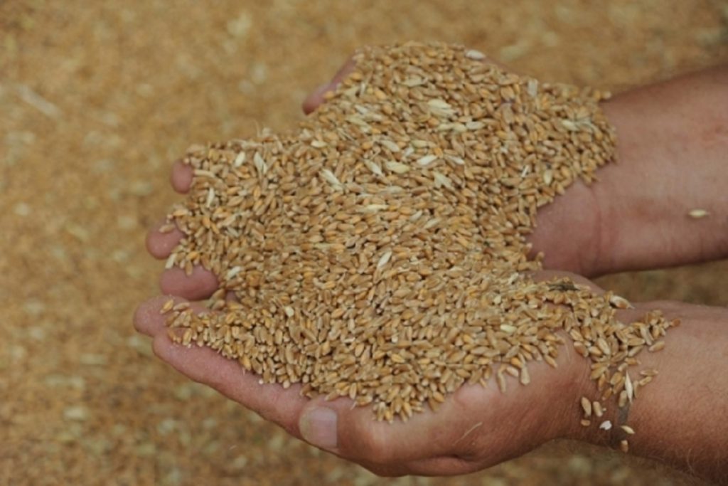 В Астраханской области вынесли 25 предостережений в сфере безопасности зерна