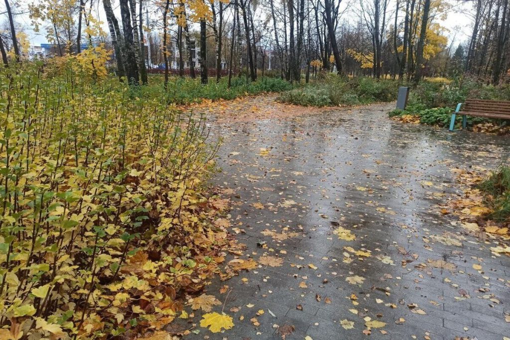 Дождливое и туманное воскресенье ожидается в Костромской области