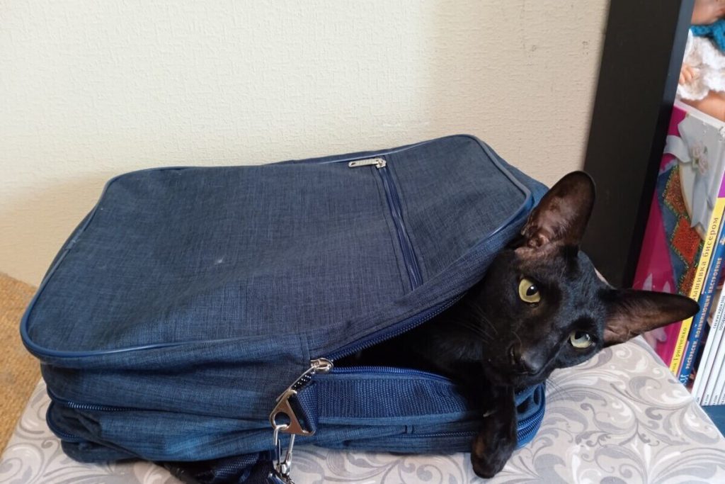 Kaliningrad tra le destinazioni preferite dai viaggiatori solitari: una città russa tra storia e modernità