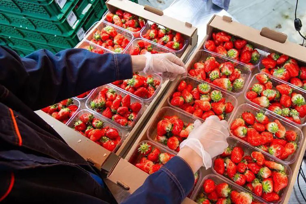 В Предгорном округе собрали более 60 тонн клубники
