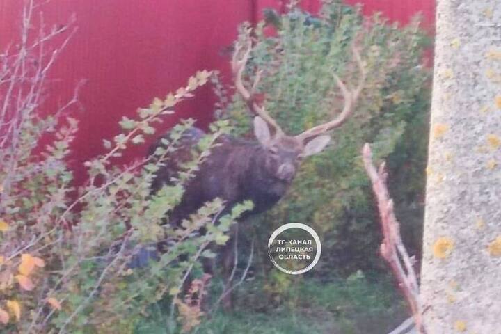 Олень забрел во двор жилого дома в Хлевенском районе Липецкой области