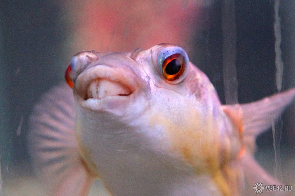 Vendita del Complesso Ittico in Kuzbass: Impatto Economico e Possibili Conseguenze per la Regione