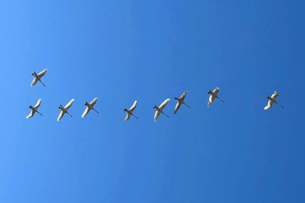 Петербуржцы заметили стаи улетающих на зимовку гусей