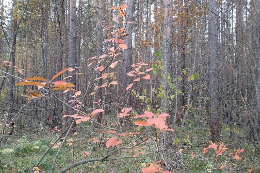 Previsioni Meteo per la Regione di Leningrado il 17 Ottobre: Cielo Nuvoloso con Schiarite e Piccoli Rovesci di Pioggia
