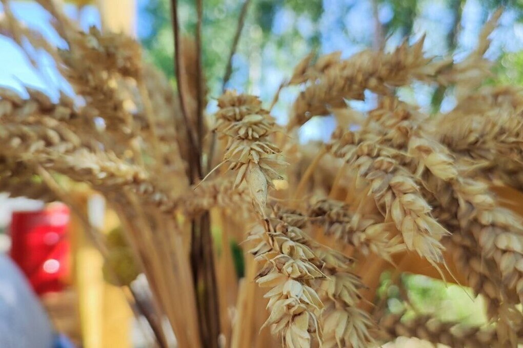 Kaliningrad Avvia Procedura per Esportazione Cereali: Opportunità e Sfide per l&#039;Economia Locale