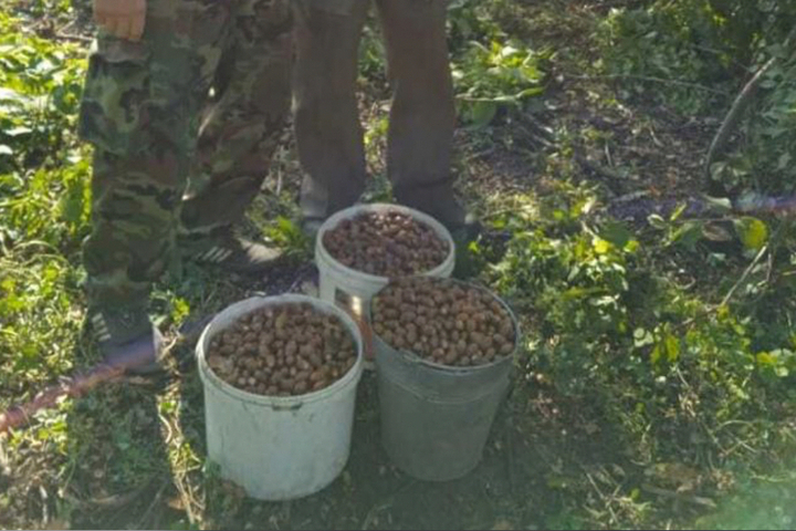 В Орловской области продолжается экоакция по сбору желудей