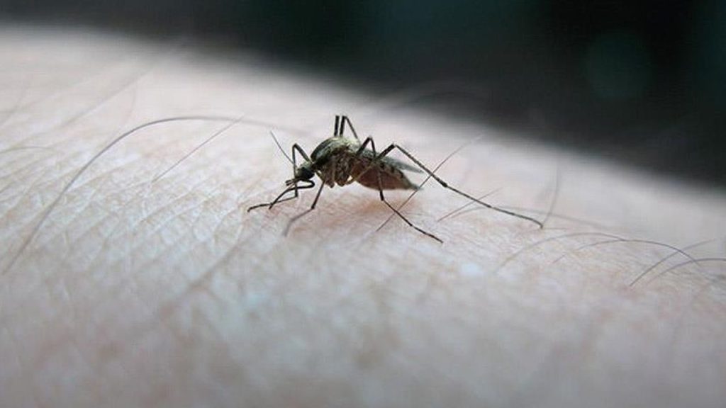 Daha önce böylesi yaşanmadı! İzlanda&#039;da ilk defa sivrisinek görüldü