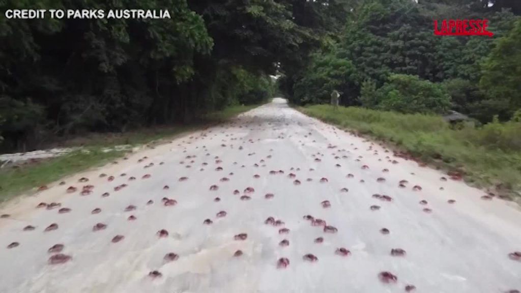 La Migrazione Spettacolare dei Granchi Rossi dell&#039;Isola di Natale in Australia: un Evento Naturale Unico e Meraviglioso