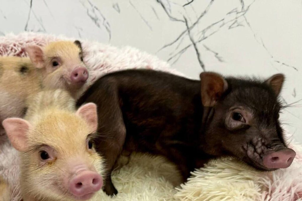 L&#039;importanza della luce per la fertilità dei suini: una scoperta che potrebbe rivoluzionare l&#039;allevamento