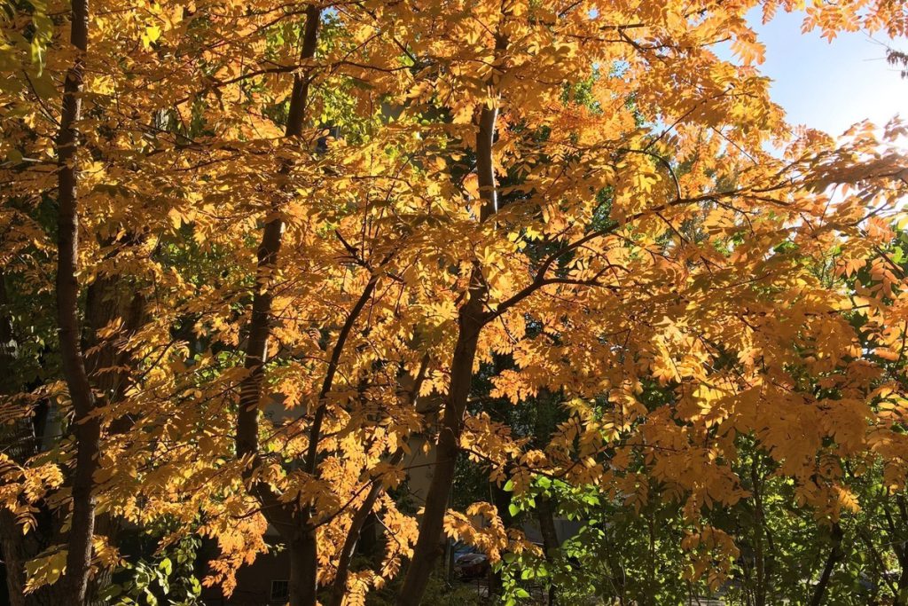 18 октября 2025 года в Саратовской области будет по-осеннему комфортно