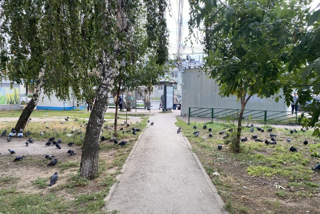 Alimentare gli uccelli in città può essere pericoloso: ecco le conseguenze e le motivazioni del divieto