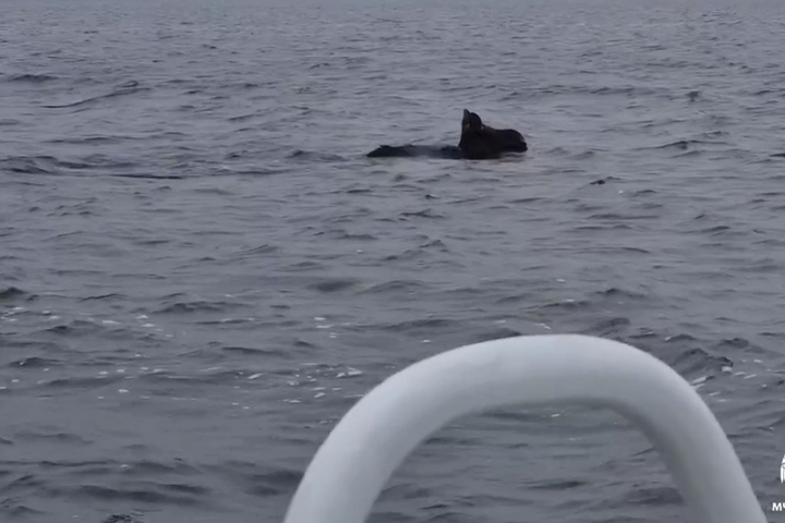 Cucciolo di alce salvato dalle acque della Volga a Kostroma grazie all&#039;intervento del Servizio di Emergenza e Salvataggio