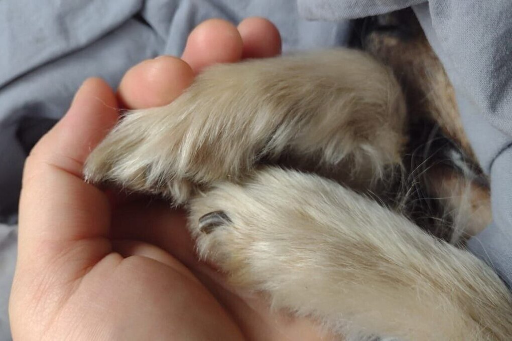 В Воронеже нашли водителя-чудовище, переехавшего собаку на глазах у детей