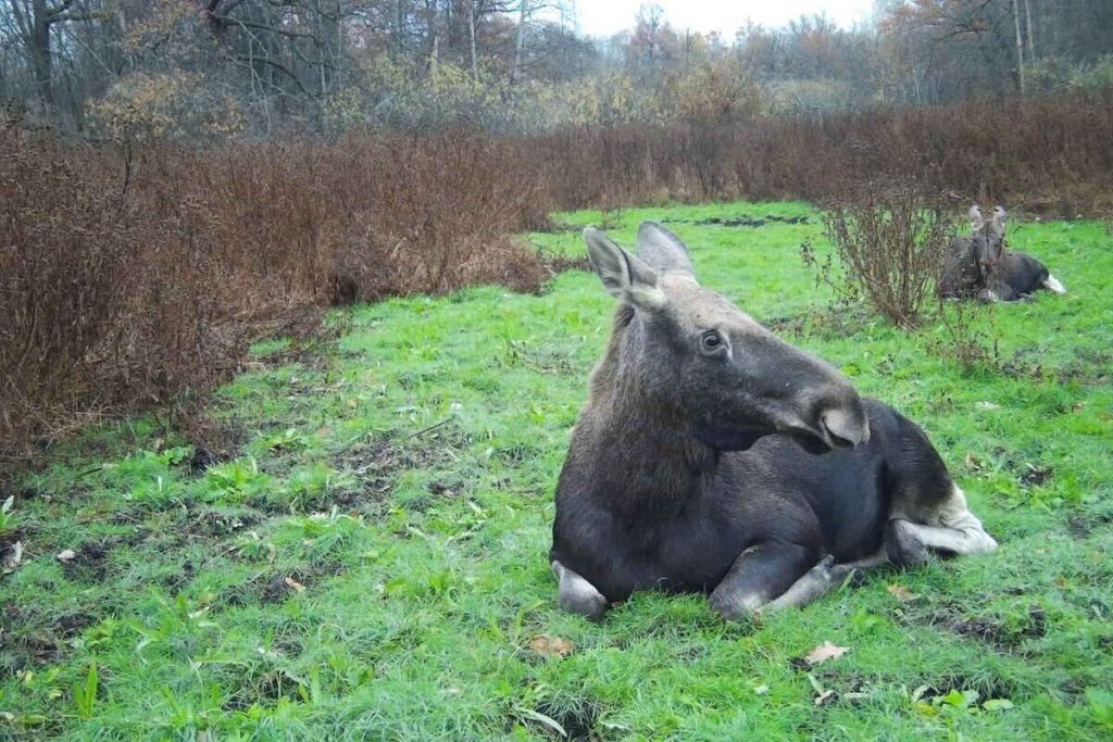 Фотоловушка засняла лосей во время утреннего отдыха в Окском заповеднике