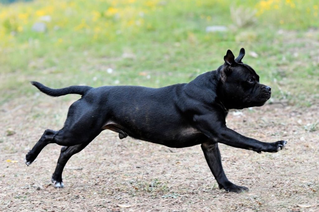 Schock-Moment auf Mallorca! Hund fällt 4-Jährige an