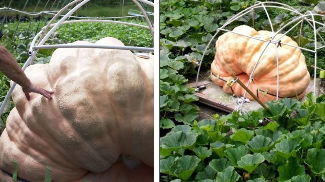 Devasa balkabağı görenleri şaşkına çevirdi! Ortalama bir otomobil ağırlığında