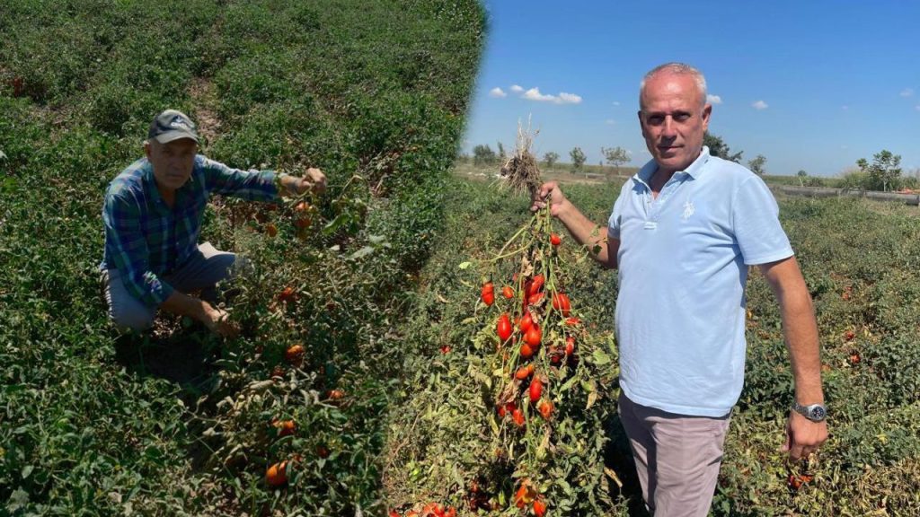 Dil öğrenmek için gittiği Londra&#039;da hayatı değişti! Azar azar başladı, bin dönüme ulaştı...