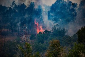 Global Forest Loss: Far Off Track From Global Commitments