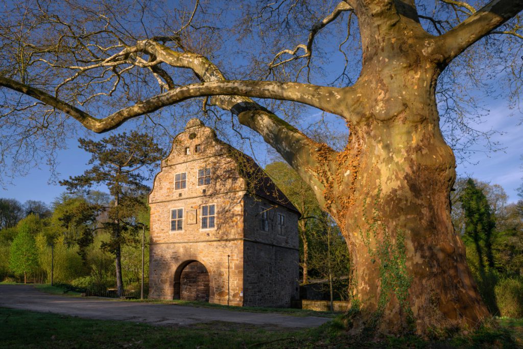 Furto sensazionale a Dortmund: la pianta simbolo della città scompare nella notte
