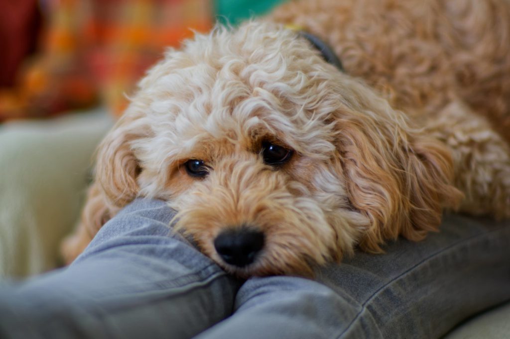 La Città di Duisburg Verso l&#039;Abolizione della Tassa per Cani: Un Passo Verso l&#039;Inclusione e l&#039;Accessibilità