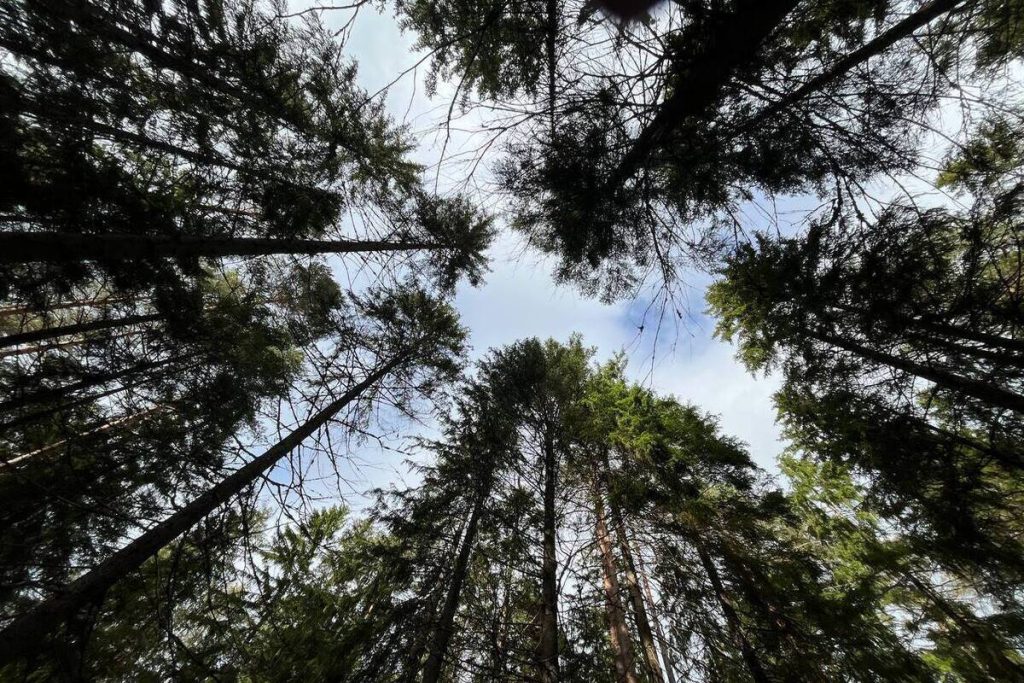 Ученые Петербурга создали чудо-смесь для восстановления лесов
