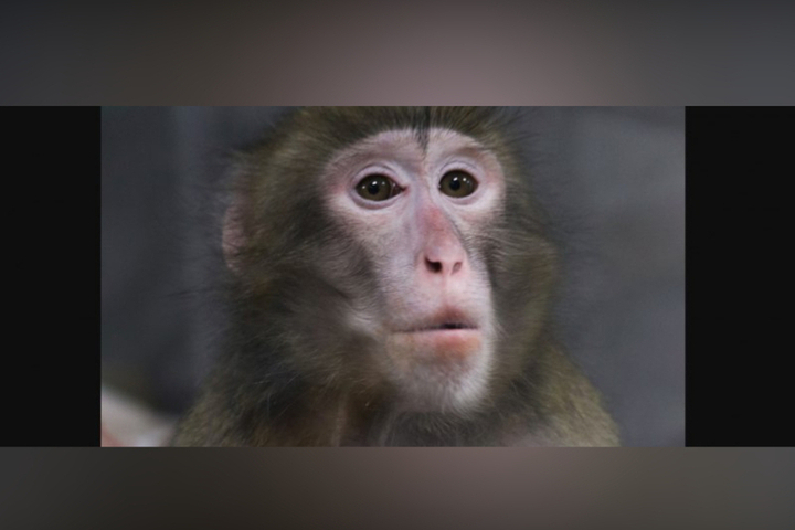 В Карелии взяли под опеку смышлёную японскую макаку по кличке Ульяшка