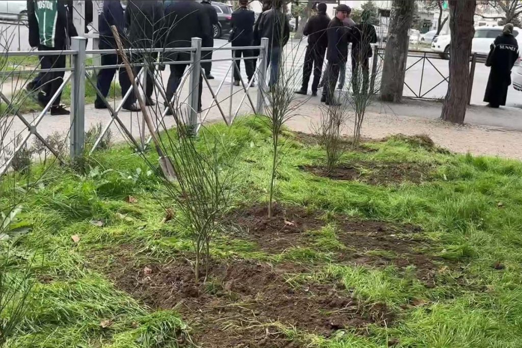 На проспекте Имама Шамиля в Махачкале посадили десятки саженцев деревьев