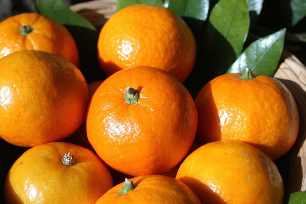 &#034;Подорожают на 20% к Новому году&#034;: в России начали расти цены на мандарины