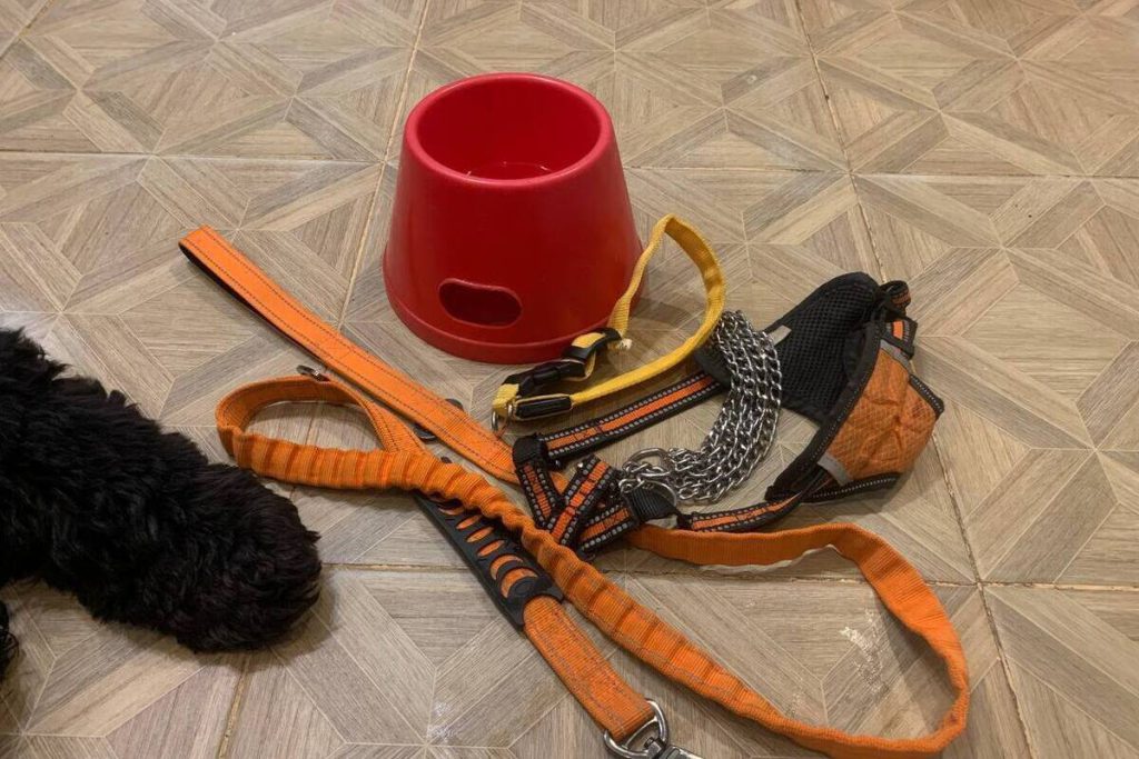 Truffa dei cuccioli malati: gli allevatori illegali vendono animali senza curarsi della loro salute