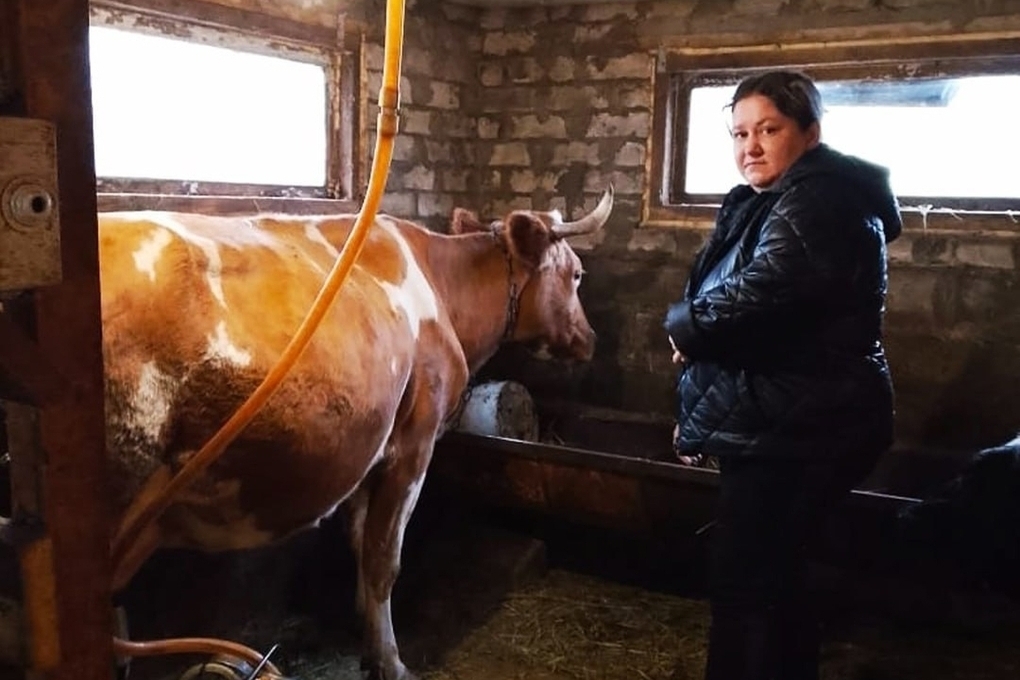 Соцконтракт помог семье из Волоконовского района начать молочный бизнес
