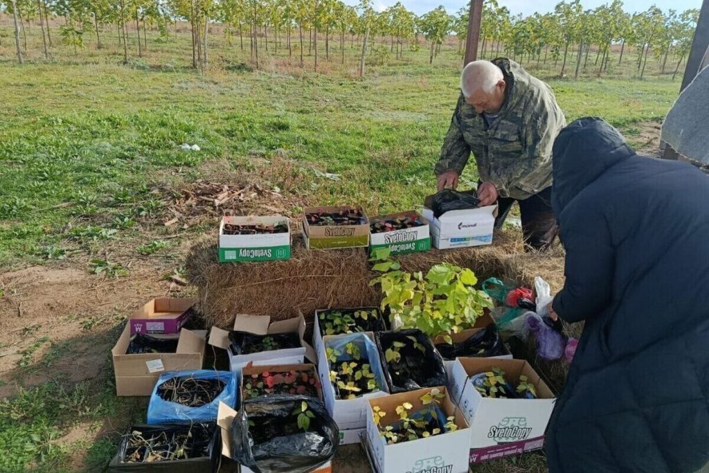 В Калмыкии с помощью биотехнологий наладили производство посадочного материала