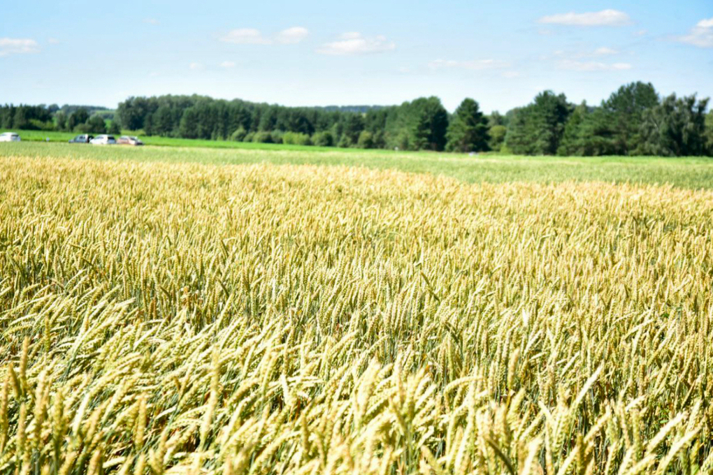 Agricoltore accusato di aver immesso grano di scarsa qualità sul mercato: le possibili conseguenze per il settore