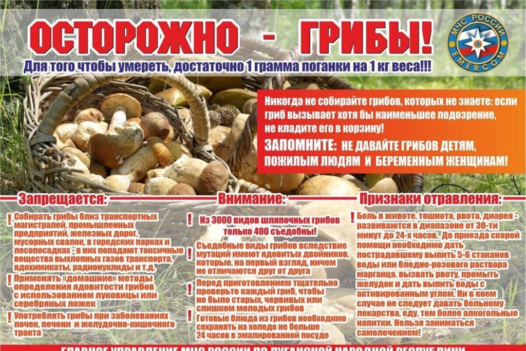 Attenzione ai Funghi Velenosi: I Servizi di Salvataggio della LNR Lanciano un Avvertimento per la Sicurezza Pubblica