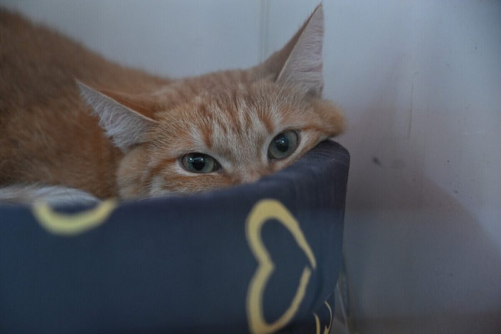 Смертельно опасно: почему нельзя часто тискать кошек