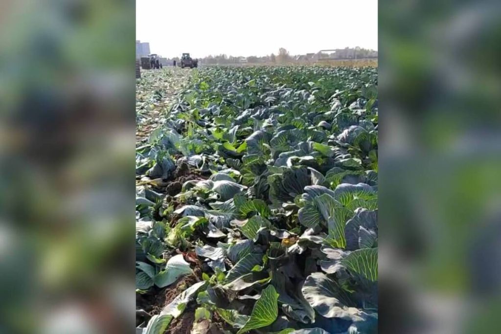 В Ленобласти завершили уборку зерновых: урожайность на 4% выше прошлогодней