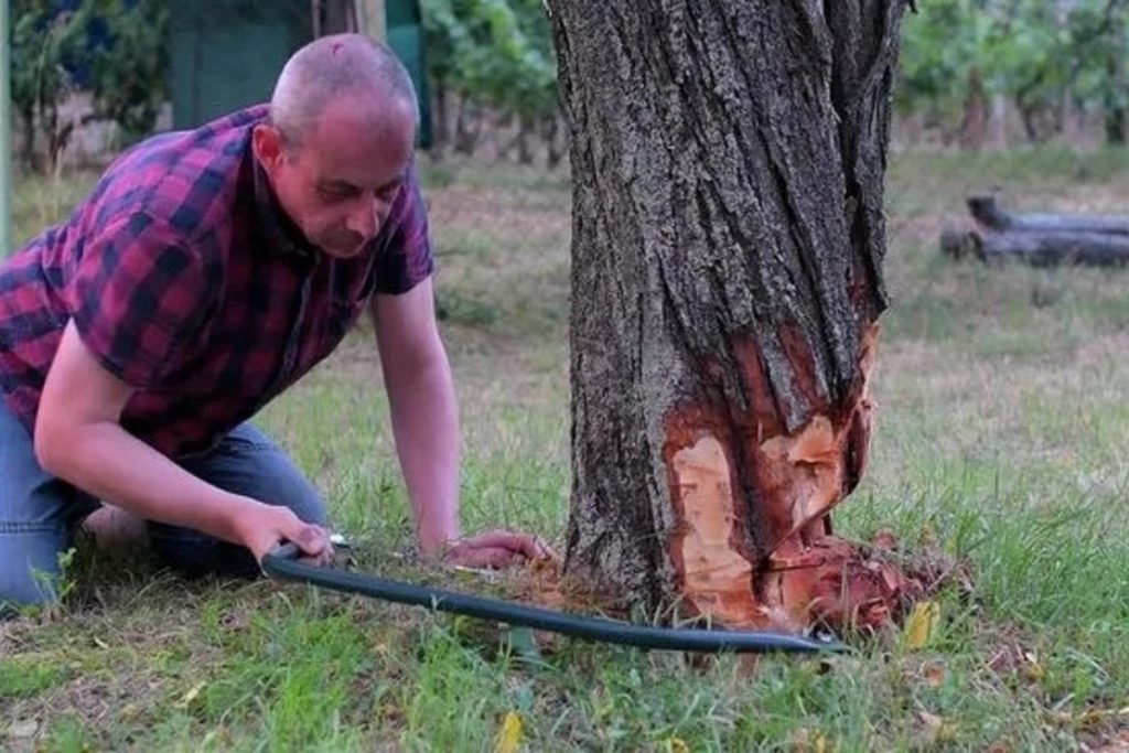 Festa di Trifone e Pelagia: il Consiglio ai Residenti di Calmucchia di Non Tagliare gli Alberi Vecchi per Proteggere l&#039;Ambiente
