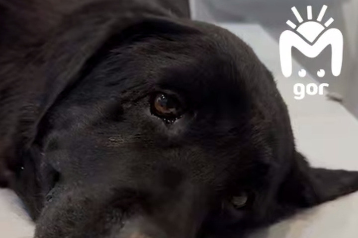 В Махачкале неизвестный расстрелял служебного лабрадора-спасателя