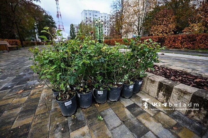 Belgorod si trasforma: 500 rose per riqualificare il bulvar del Primo Saluto