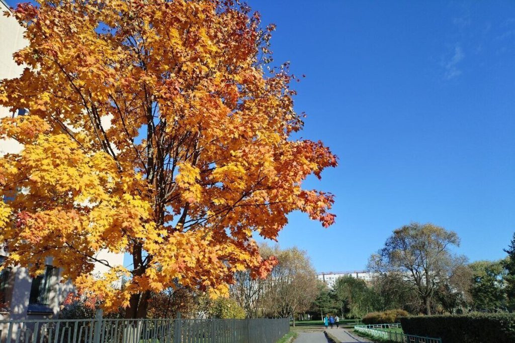 Солнечная и сухая погода скрасит пятницу петербуржцам