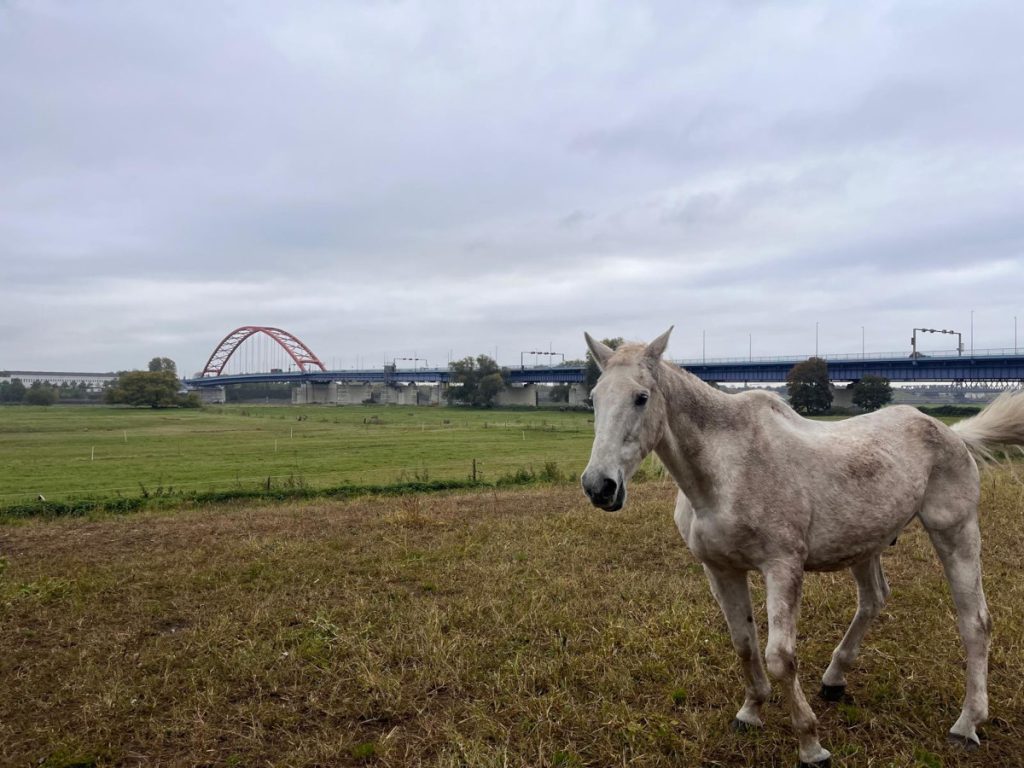 Pferde-Schicksal in Duisburg rührt zu Tränen – tödliche Krankheit ausgebrochen