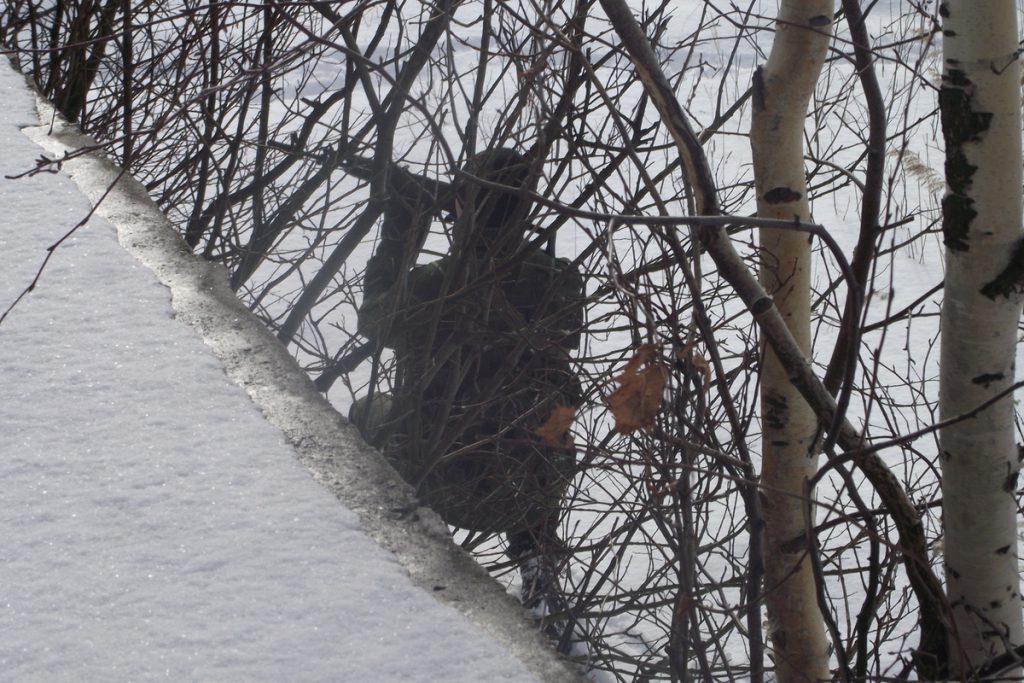 Сезон охоты на пушного зверя стартует в Вологодской области